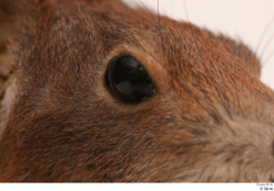 Eye Squirrel Animal photo references